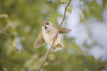Eurasian tree sparrow,  Passer montanus