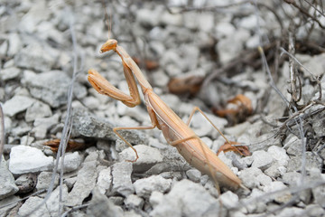 insect mantis praying close up