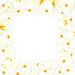 White Crocus Flower Border
