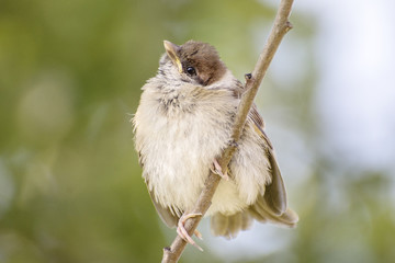 Eurasian tree sparrow,  Passer montanus