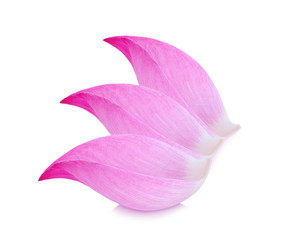 Closeup on lotus petal on white background