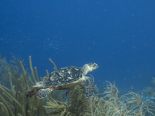 Naklejka na ściany i meble Hawksbill Sea Turtle swim in coral reef in the Caribbean Sea at scuba dive around Curacao /Netherlands Antilles