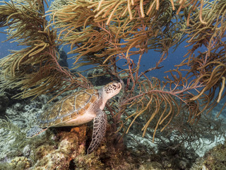 Green Sea Turtle rest at the coral reef in the Caribbean Sea at scuba dive around Curacao /Netherlands Antilles