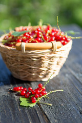 Red currant in a wicker basket