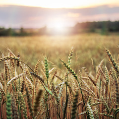 Fototapeta premium Spickelets of a wheat on the foreground with wheat field and forest on the background