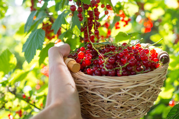 Basket of red currant
