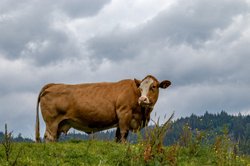 Kuh auf einem Hügel in den Bergen