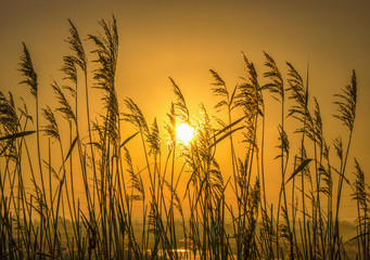 Golden Light behind the Reeds