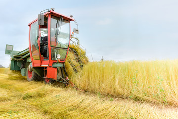 Obraz premium récolte du lin