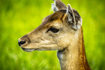 deer with grass background deer close-up deer wildlife 