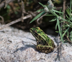Isolated Frog Sitting in the Sun