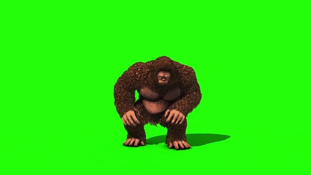 Bigfoot Sighting Eats Front Green Screen 3D Rendering Animation