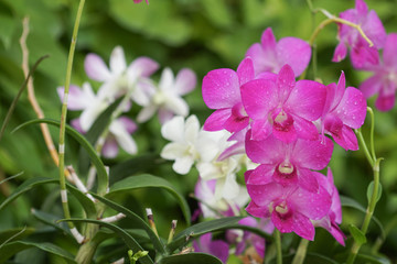 Pink and white orchid flowers blooming in the garden