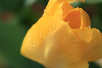 黄色いチューリップ