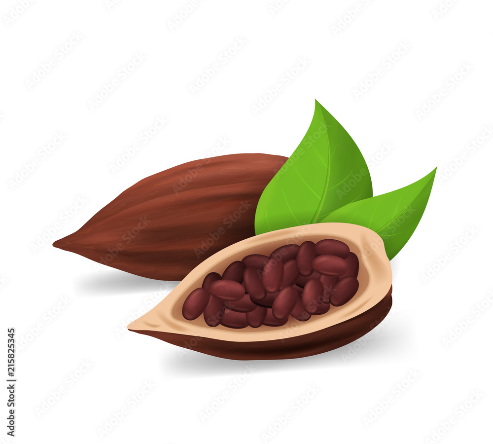 Canvas Prints Realistic Detailed 3d Dry Cocoa Pods. Vector