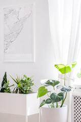 Green plants in a creative white planter and a city map poster on a white wall in a minimalist, hipster apartment interior with natural light