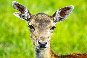 deer with grass background deer close-up deer wildlife 