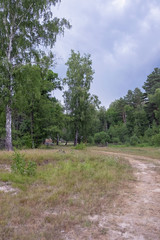 landscape with a view to the forest