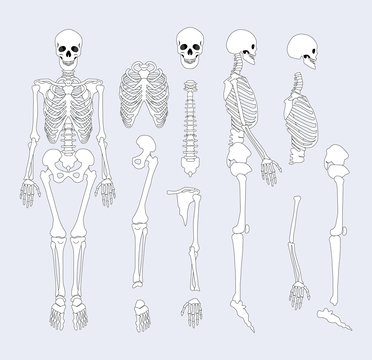 Skeletal Anatomy Drawing Cliparts, Stock Vector and Royalty Free Skeletal  Anatomy Drawing Illustrations