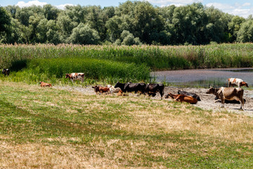 Herd of cows at the watering place