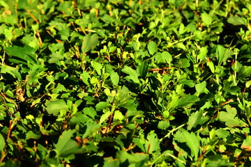 branches and leaves of trees are cut. natural green background