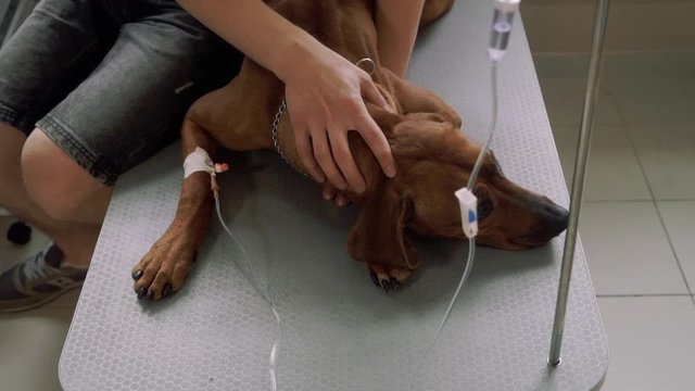 Dog with a catheter lies in a veterinary clinic