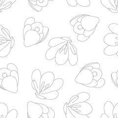 Crocus Outline on White Background