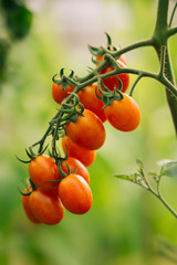 Red organic tomatoes  in garden