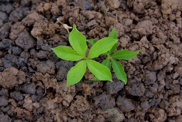 trees young plant growing in soil on soil background.