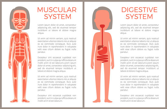 Muscular and Digestive Systems of Woman s Body