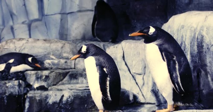 The Biggest Thematic Aquarium Of The World. Penguins in the aquarium. - Powered by Adobe