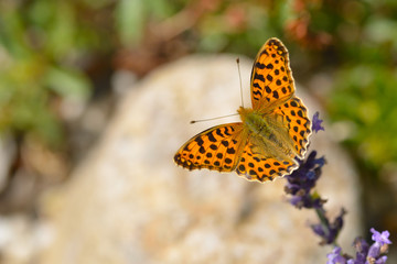 Kleiner Perlmuttfalter (Issoria lathonia)
