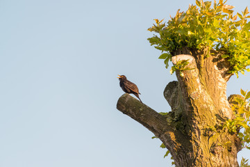 Singende Amsel im Frühling