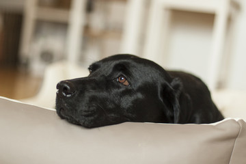 Hund