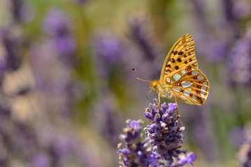 Kleiner Perlmuttfalter (Issoria lathonia)