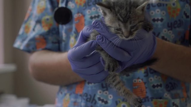 Veterinarian hold a small kitten in his arms