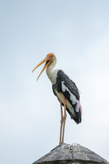 Painted stork bird standing in nature