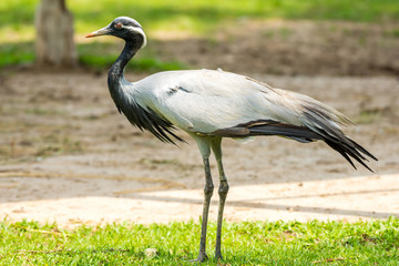 Demoiselle Crane (Anthropoides virgo) bird eating on grass