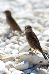 Sparrow
