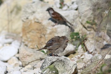 Sparrows