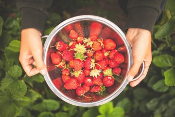 Female hands holding freshly picked strawberries