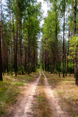 Puszcza Knyszyńska © podlaski49