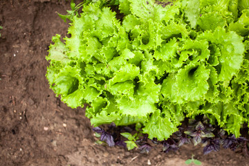 Lettuce growing in a home garden
