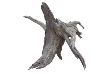 Fototapeta premium Isolate of beautiful timber use for decorating in the aquarium on white background with clipping path.