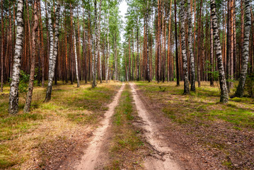 Puszcza Knyszyńska © podlaski49