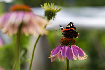 butterfly sitting on a flower