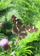 Schmetterling Landkärtchen