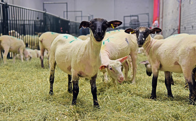 Shaved sheep in barn