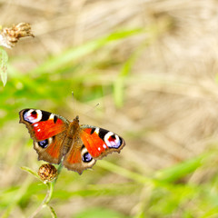 Butterfly on the flower.