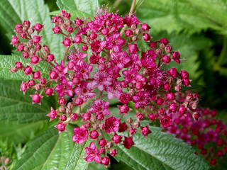 Spirea japonica